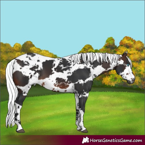 Horse Color:Brown Harlequin Merle Tobiano