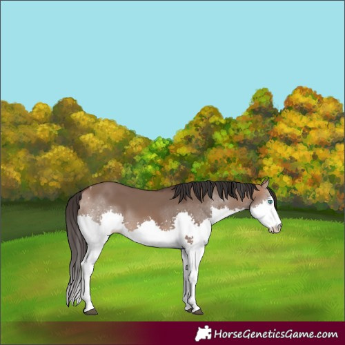 Horse Color:Brown Dun Splash Tobiano
