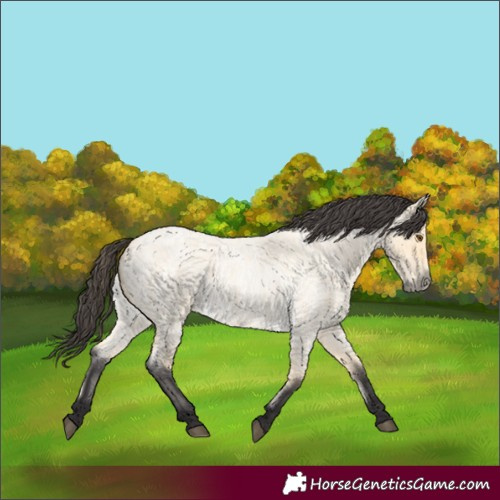Horse Color:Buckskin Roan Dun