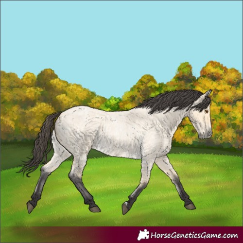 Horse Color:Buckskin Roan Dun