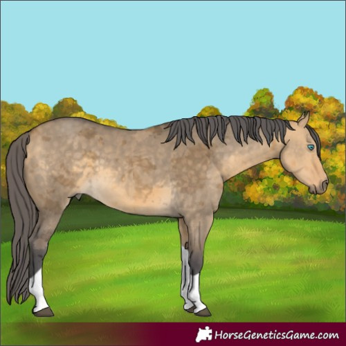 Horse Color:Buckskin Dun Merle Tobiano 