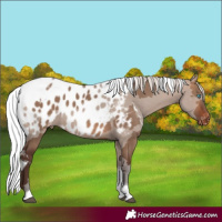 Horse Color:Silver Brown Dun Merle Tobiano Appaloosa
