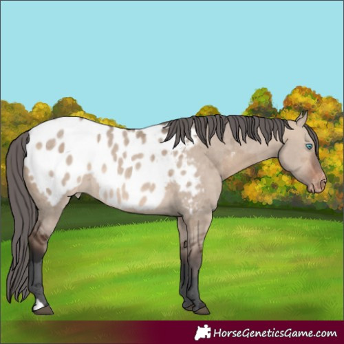 Horse Color:Bay Dun Merle Appaloosa Rabicano 