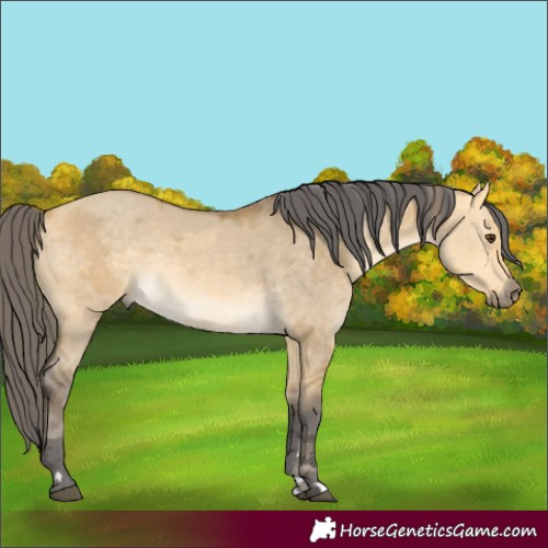 Horse Color:Buckskin Dun Merle Rabicano 