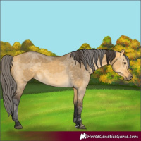 Horse Color:Buckskin Dun Merle Rabicano