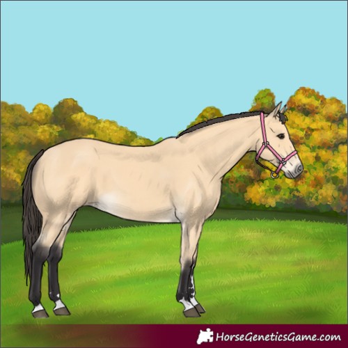 Horse Color:Buckskin 