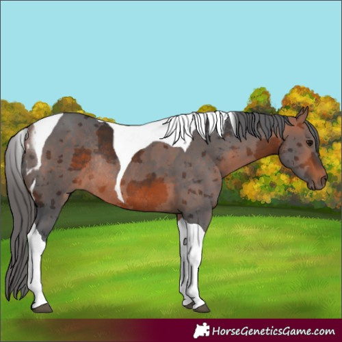 Horse Color:Bay Merle Tobiano Rabicano 