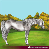 Horse Color:Platinum Silver Bay Onyx Merle Rabicano