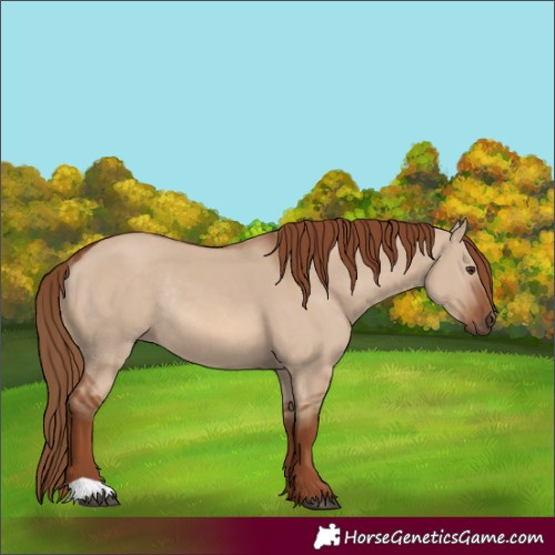 Horse Color:Red Dun Rabicano