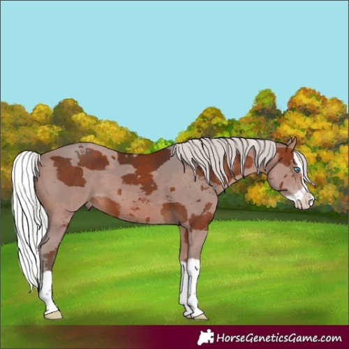 Horse Color:Silver Bay Merle Splash