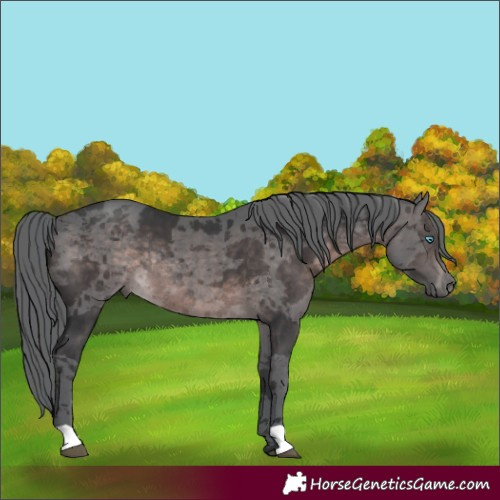 Horse Color:Platinum Brown Merle Rabicano 