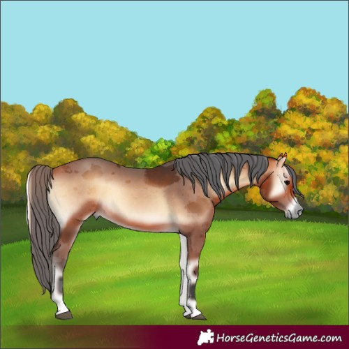 Horse Color:Bay Onyx Merle Rabicano