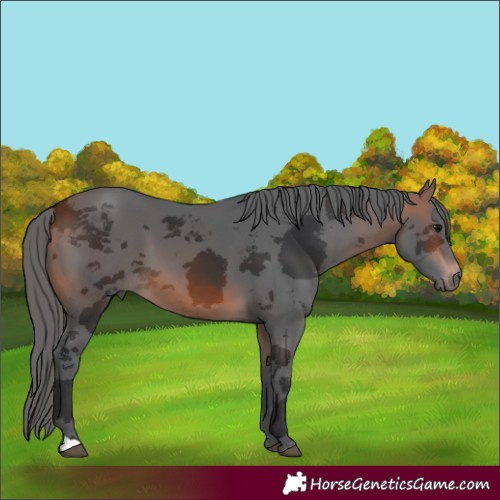 Horse Color:Bay Merle