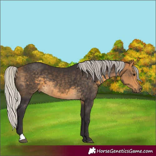 Horse Color:Silver Buckskin