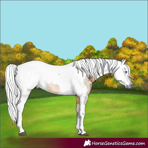Horse Color:Buckskin Dun Merle 