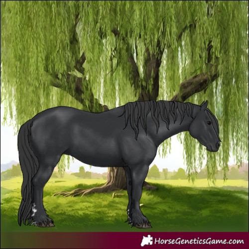 Horse Color:Black Rabicano