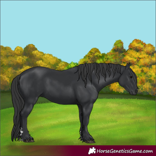 Horse Color:Black Rabicano