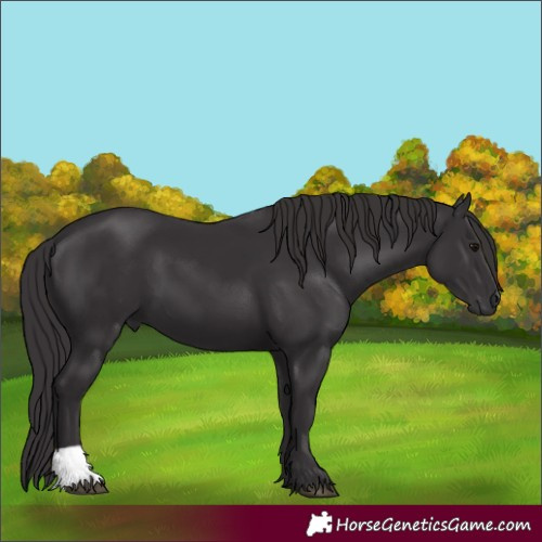 Horse Color:Smoky Black 