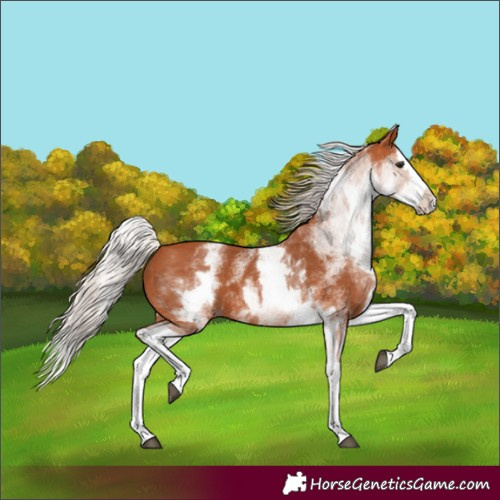 Horse Color:White Spotted Silver Bay Splash