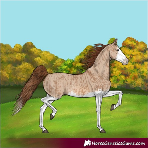 Horse Color:Red Dun Splash  and Red Dun Splash Rabicano 