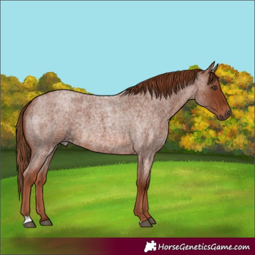 Horse Color:Red Roan