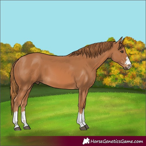 Horse Color:Chestnut 