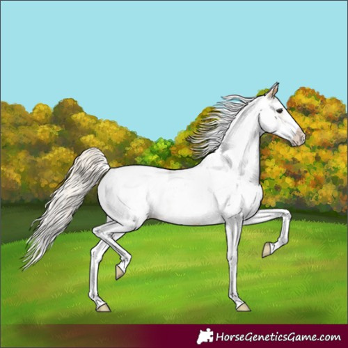 Horse Color:White Spotted Silver Buckskin Appaloosa