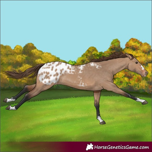 Horse Color:Bay Dun Appaloosa 