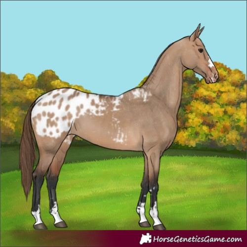 Horse Color:Bay Dun Appaloosa