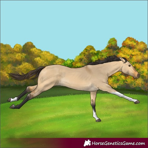 Horse Color:Buckskin Dun Tobiano Rabicano 