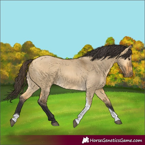 Horse Color:Buckskin Dun Tobiano Rabicano 