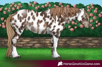 Horse Color:Gray Liver Chestnut Ice Pearl Tobiano Near Leopard