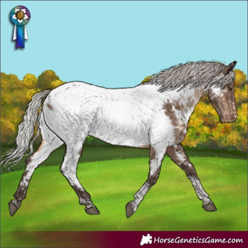 Horse Color:Silver Brown Dun Tobiano Appaloosa Rabicano 