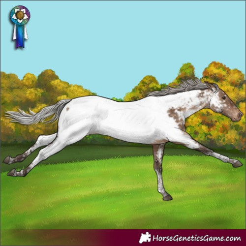 Horse Color:Silver Brown Dun Tobiano Appaloosa Rabicano