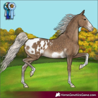 Horse Color:Silver Smoky Black Sabino Tobiano Frame Appaloosa Rabicano 