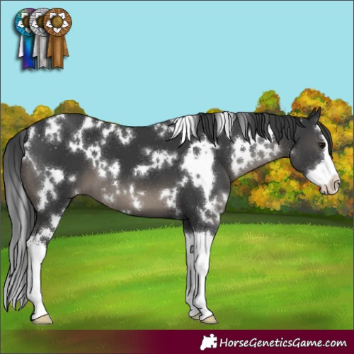 Horse Color:White Spotted Black Splash 