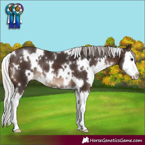 Horse Color:White Spotted Silver Brown Splash 