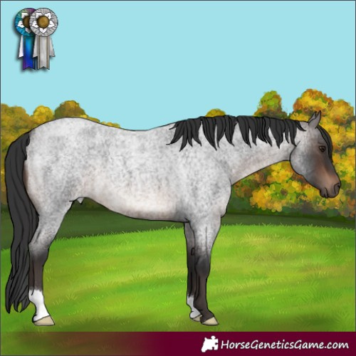 Horse Color:Brown Roan
