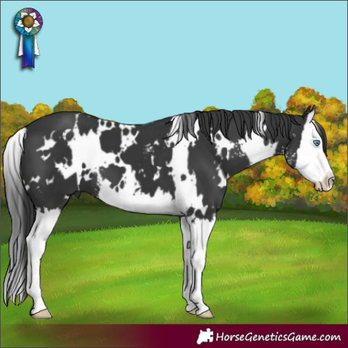 Horse Color:White Spotted Black Sabino Splash 