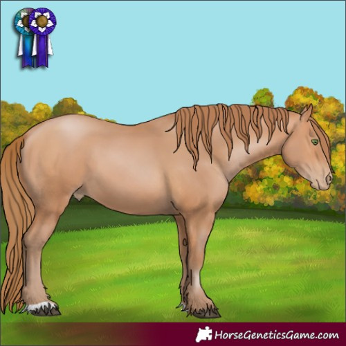 Horse Color:Bay Pearl 