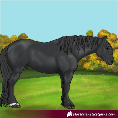 Horse Color:Black 