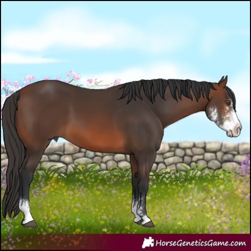Horse Color:Brown Sabino