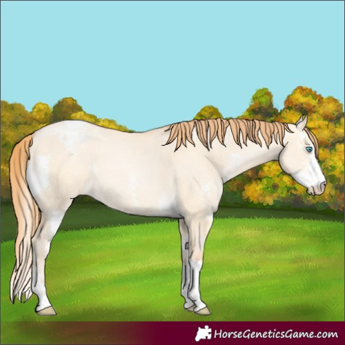 Horse Color:Buckskin Pearl Dun Sabino Appaloosa