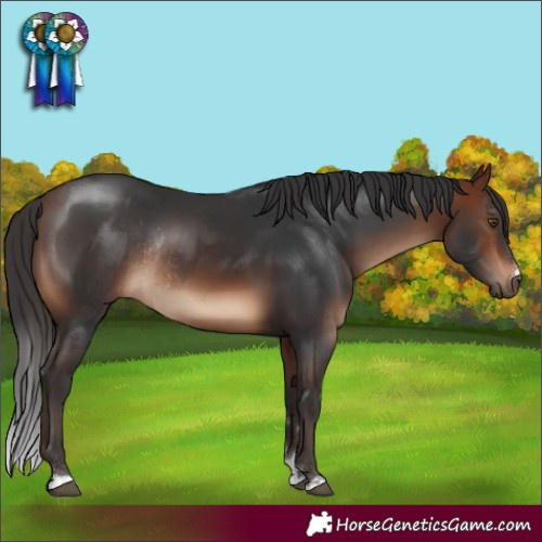 Horse Color:Brown Rabicano