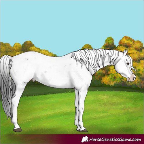 Horse Color:Black Sabino Appaloosa