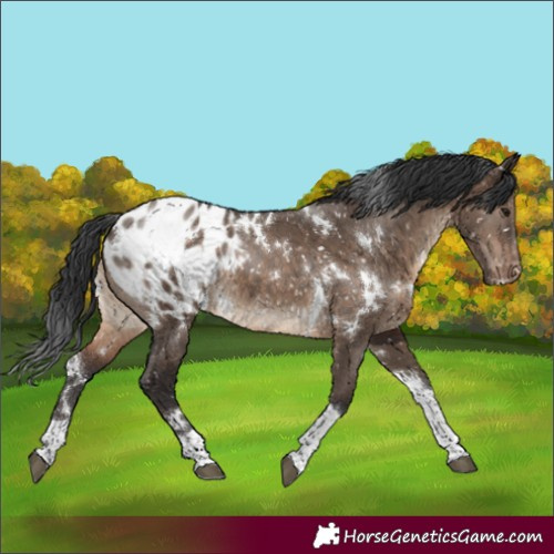 Horse Color:White Spotted Brown Dun Tobiano Appaloosa Rabicano 