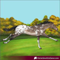 Horse Color:White Spotted Brown Dun Tobiano Appaloosa Rabicano 