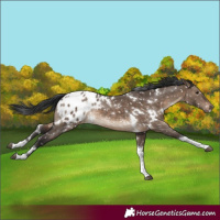 Horse Color:White Spotted Brown Dun Tobiano Blanket Rabicano