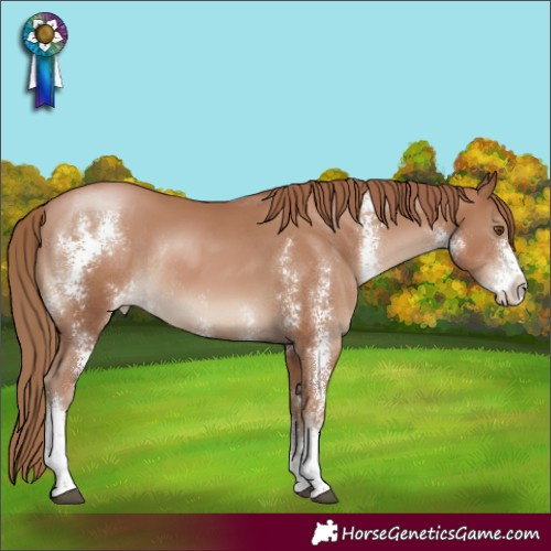 Horse Color:Black Pearl Sabino Rabicano