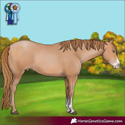 Horse Color:Bay Pearl Sabino 